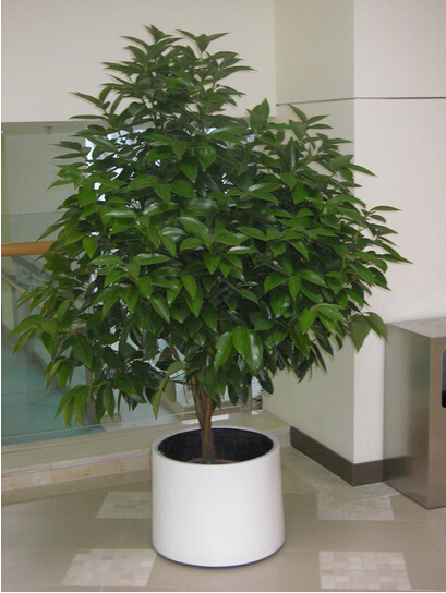 平安树(大盆植物)
