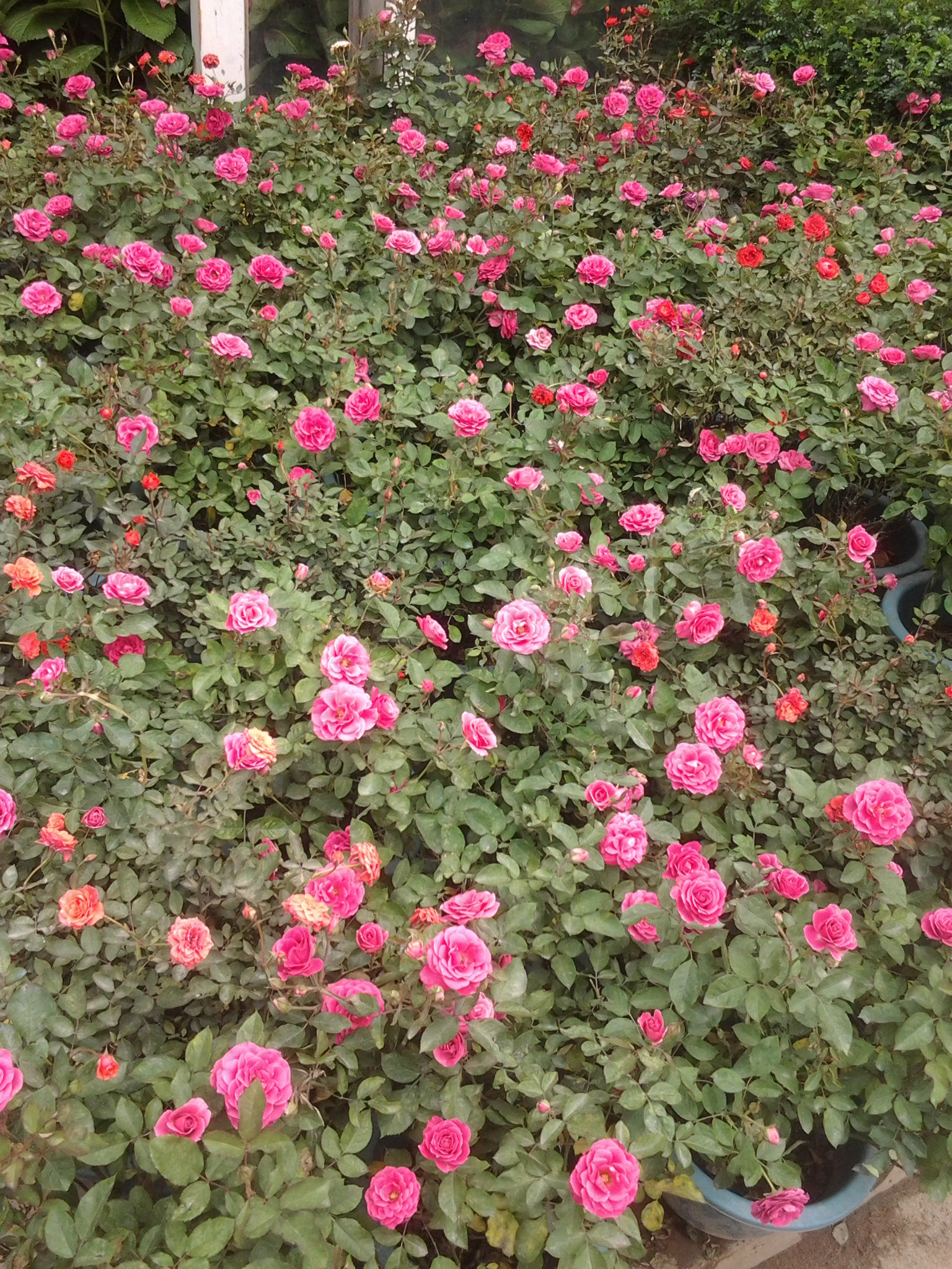 时令草花