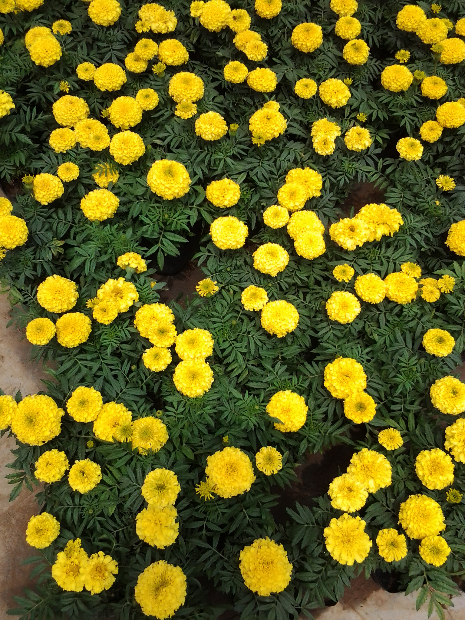 时令草花