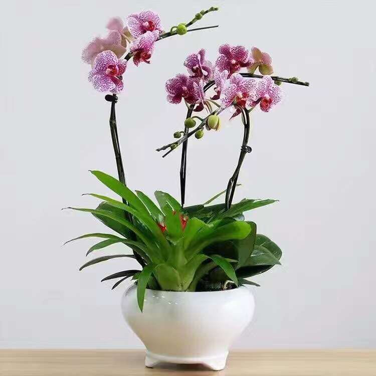 三支头蝴蝶兰
