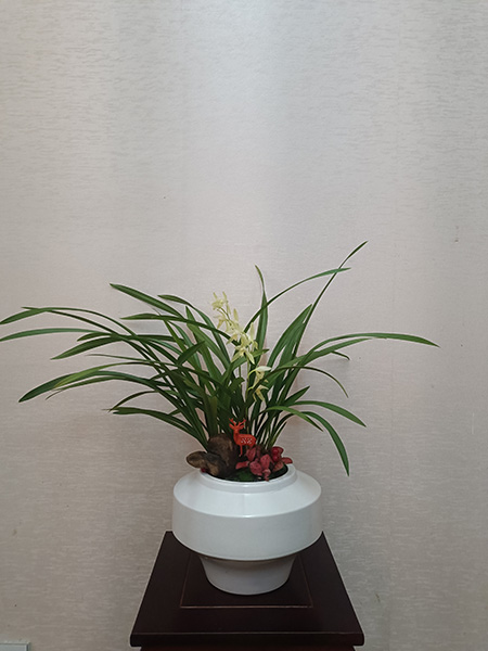 组合盆花