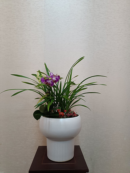 组合盆花