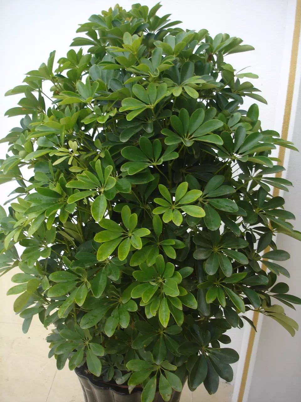 花卉摆放技巧,吸毒植物种类,如何种植花草,长沙高端盆花租赁,长沙花卉租赁,长沙组合组景租赁,长沙室内外花卉租赁公司 花卉摆放技巧,吸毒植物种类,如何种植花草,长沙高端盆花租赁,长沙花卉租赁,长沙组合组景租赁,长沙室内外花卉租赁公司