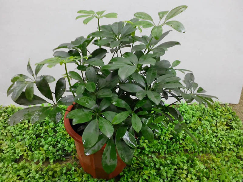 花卉摆放技巧,吸毒植物种类,如何种植花草,长沙高端盆花租赁,长沙花卉租赁,长沙组合组景租赁,长沙室内外花卉租赁公司 花卉摆放技巧,吸毒植物种类,如何种植花草,长沙高端盆花租赁,长沙花卉租赁,长沙组合组景租赁,长沙室内外花卉租赁公司