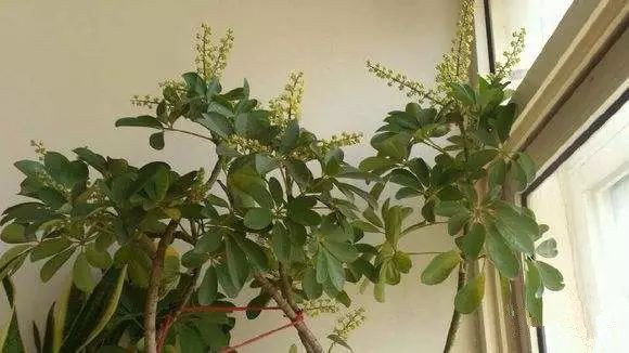 花卉摆放技巧,吸毒植物种类,如何种植花草,长沙高端盆花租赁,长沙花卉租赁,长沙组合组景租赁,长沙室内外花卉租赁公司 花卉摆放技巧,吸毒植物种类,如何种植花草,长沙高端盆花租赁,长沙花卉租赁,长沙组合组景租赁,长沙室内外花卉租赁公司