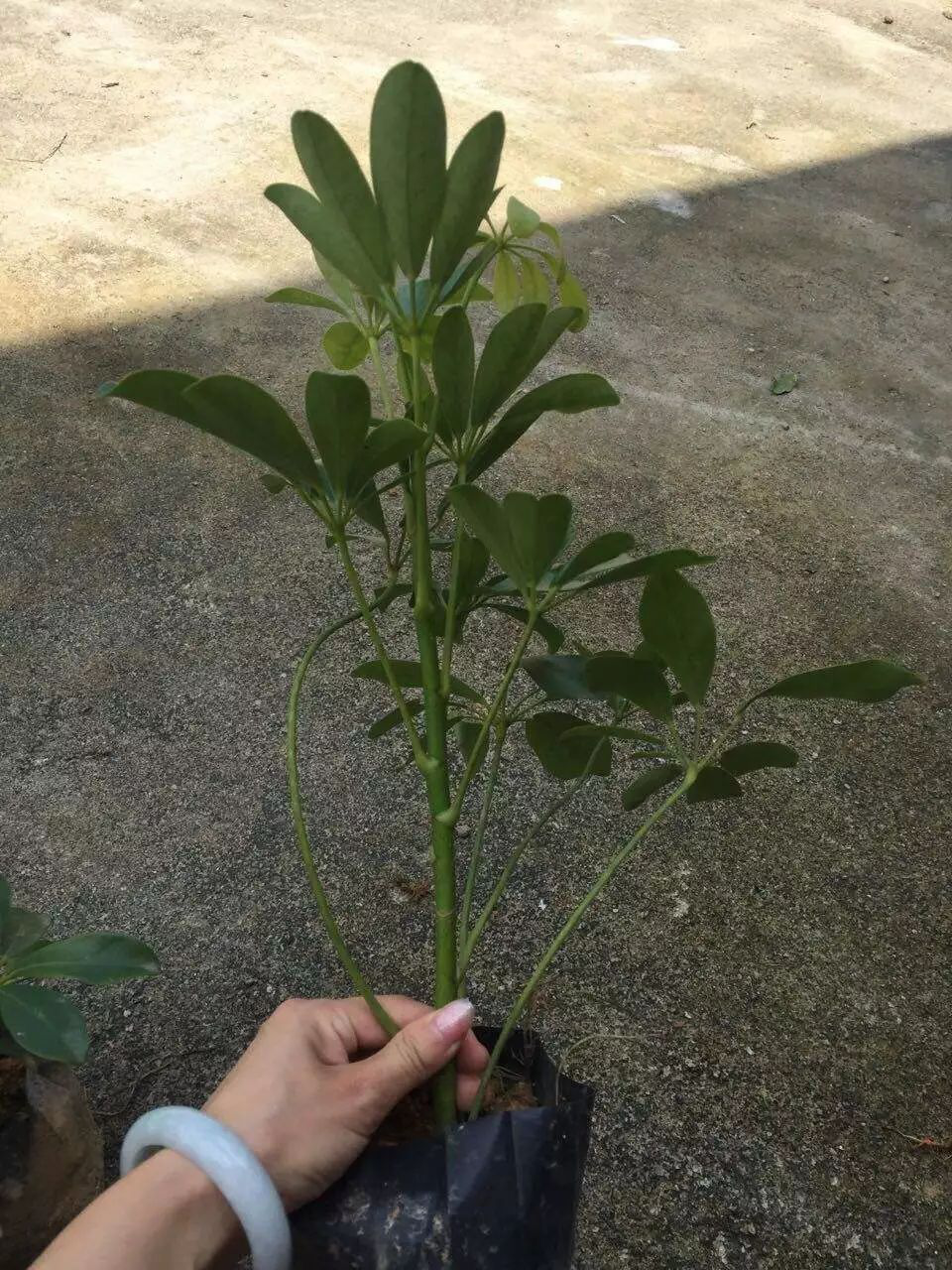 花卉摆放技巧,吸毒植物种类,如何种植花草,长沙高端盆花租赁,长沙花卉租赁,长沙组合组景租赁,长沙室内外花卉租赁公司 花卉摆放技巧,吸毒植物种类,如何种植花草,长沙高端盆花租赁,长沙花卉租赁,长沙组合组景租赁,长沙室内外花卉租赁公司