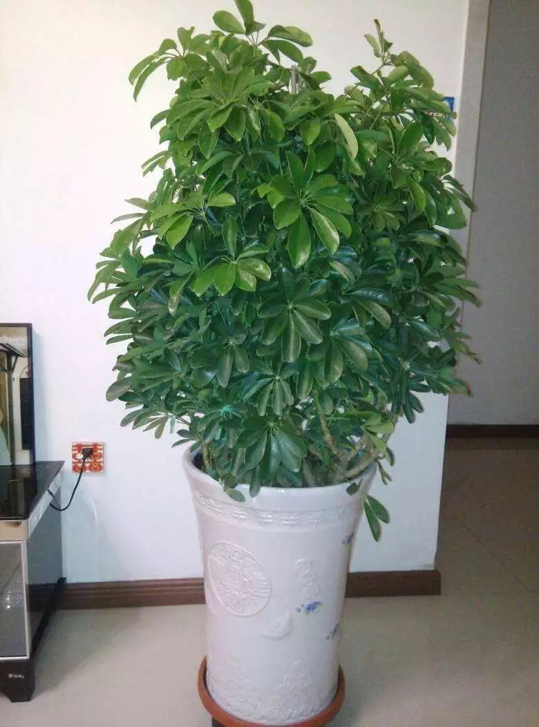 花卉摆放技巧,吸毒植物种类,如何种植花草,长沙高端盆花租赁,长沙花卉租赁,长沙组合组景租赁,长沙室内外花卉租赁公司 花卉摆放技巧,吸毒植物种类,如何种植花草,长沙高端盆花租赁,长沙花卉租赁,长沙组合组景租赁,长沙室内外花卉租赁公司