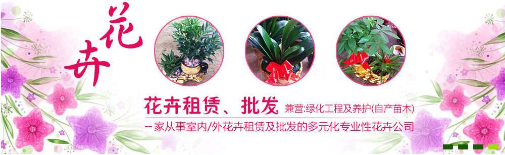 个性花卉产品租赁_个性花卉产品批发零售_高端组景组盆花卉专业租货_长沙市创艺园林花卉有限公司