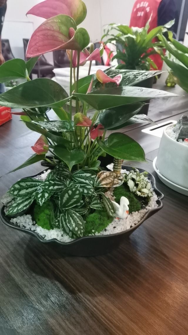 个性花卉产品租赁_个性花卉产品批发零售_高端组景组盆花卉专业租货_长沙市创艺园林花卉有限公司